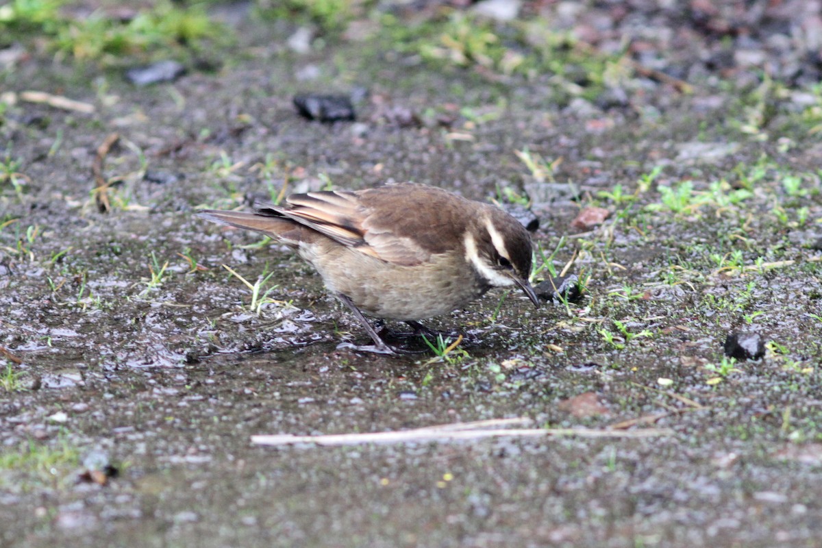 Chestnut-winged Cinclodes - ML637768328