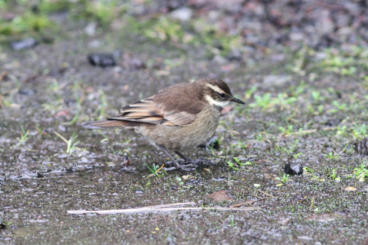 Chestnut-winged Cinclodes - ML637768329