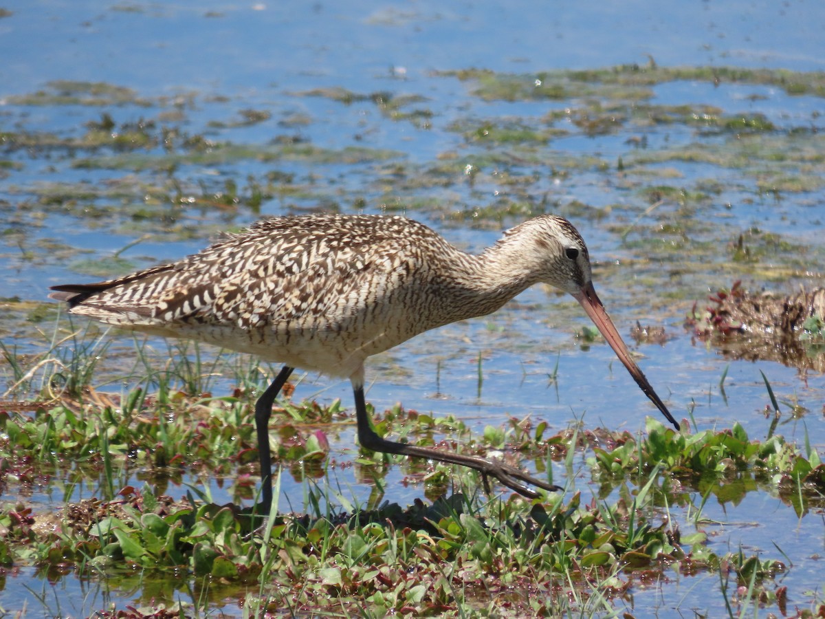 Marbled Godwit - ML637768348