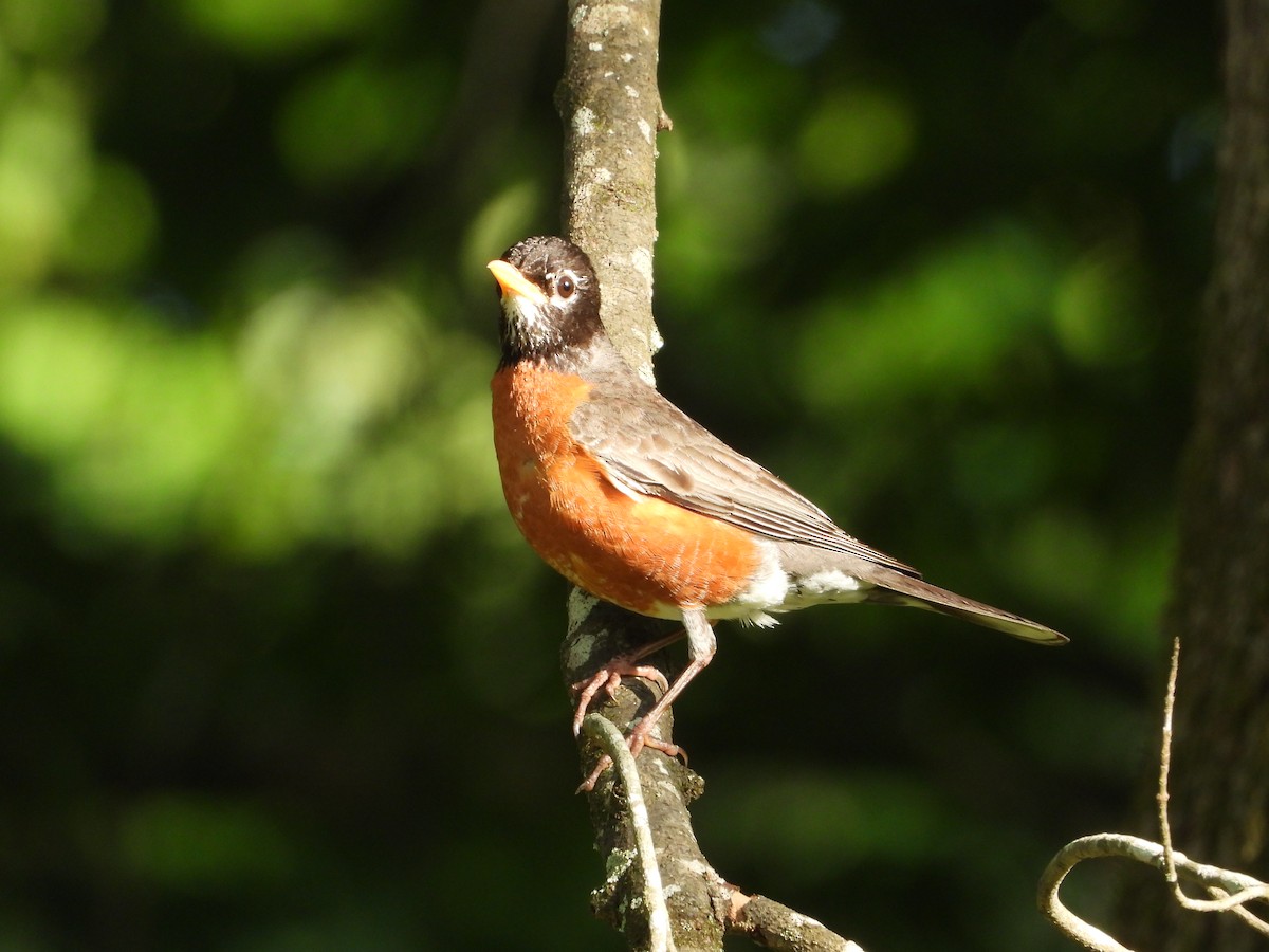 American Robin - ML637768354