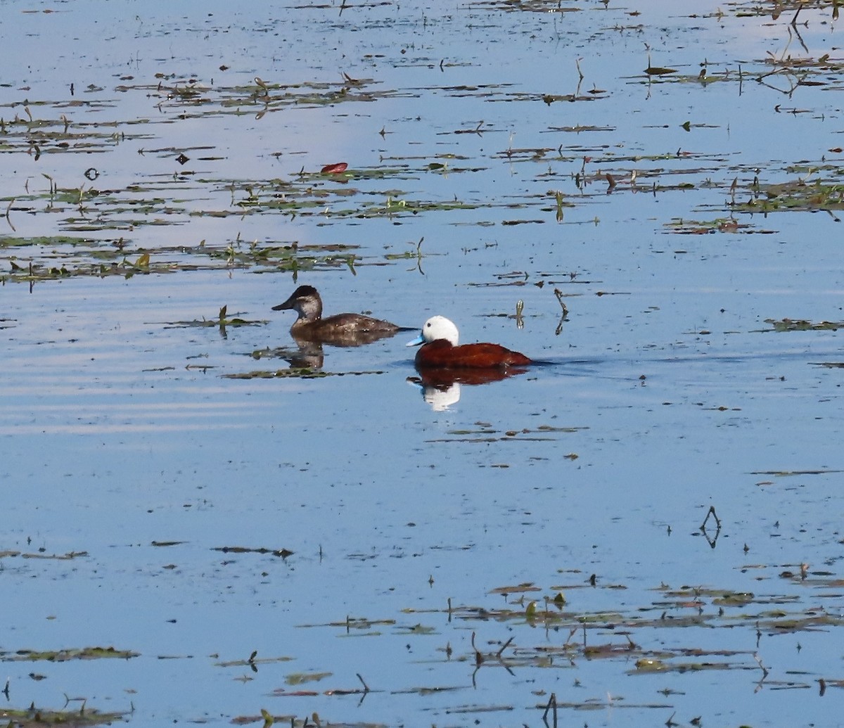 Ruddy Duck - ML637768359