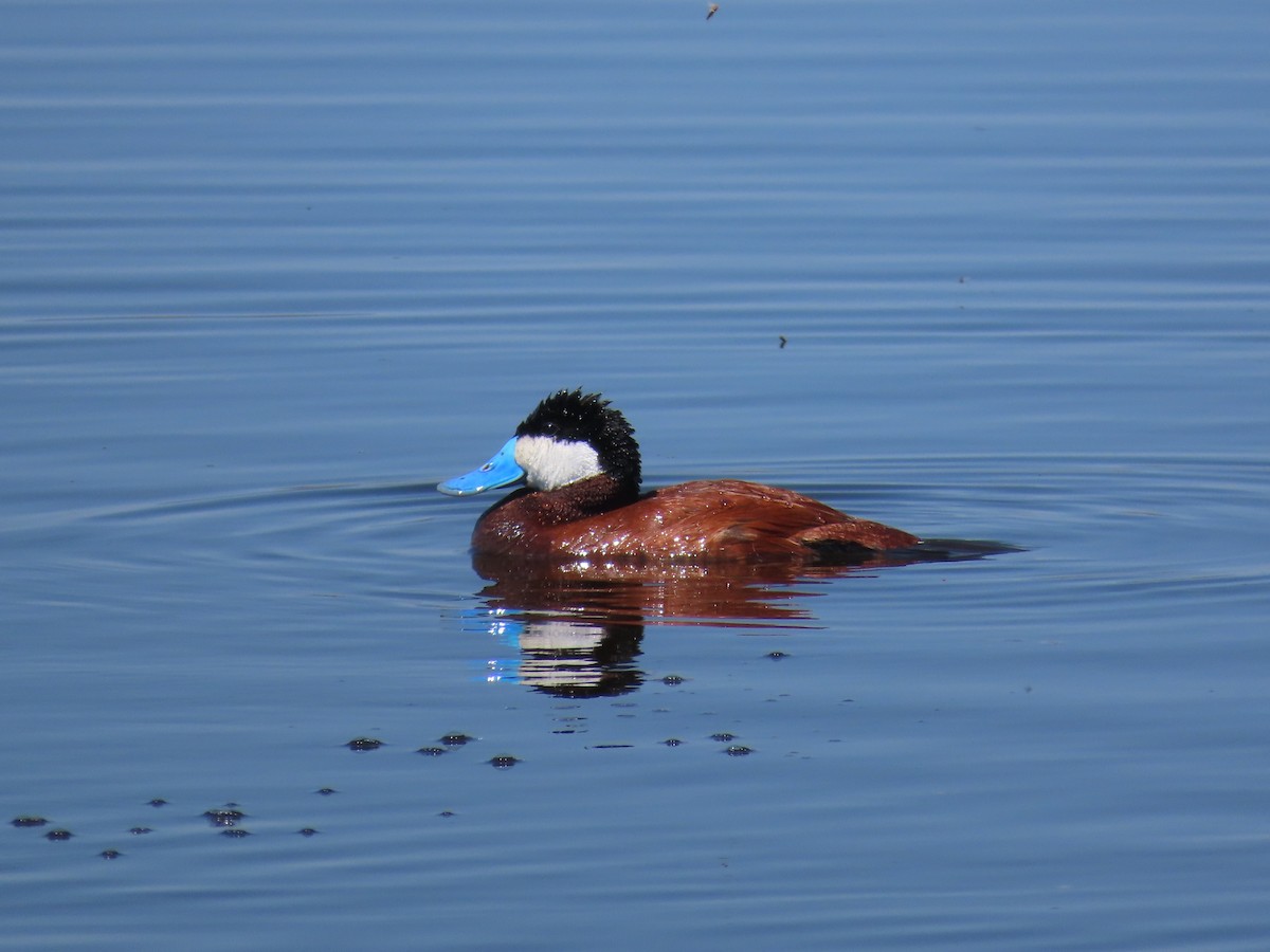 Ruddy Duck - ML637768378