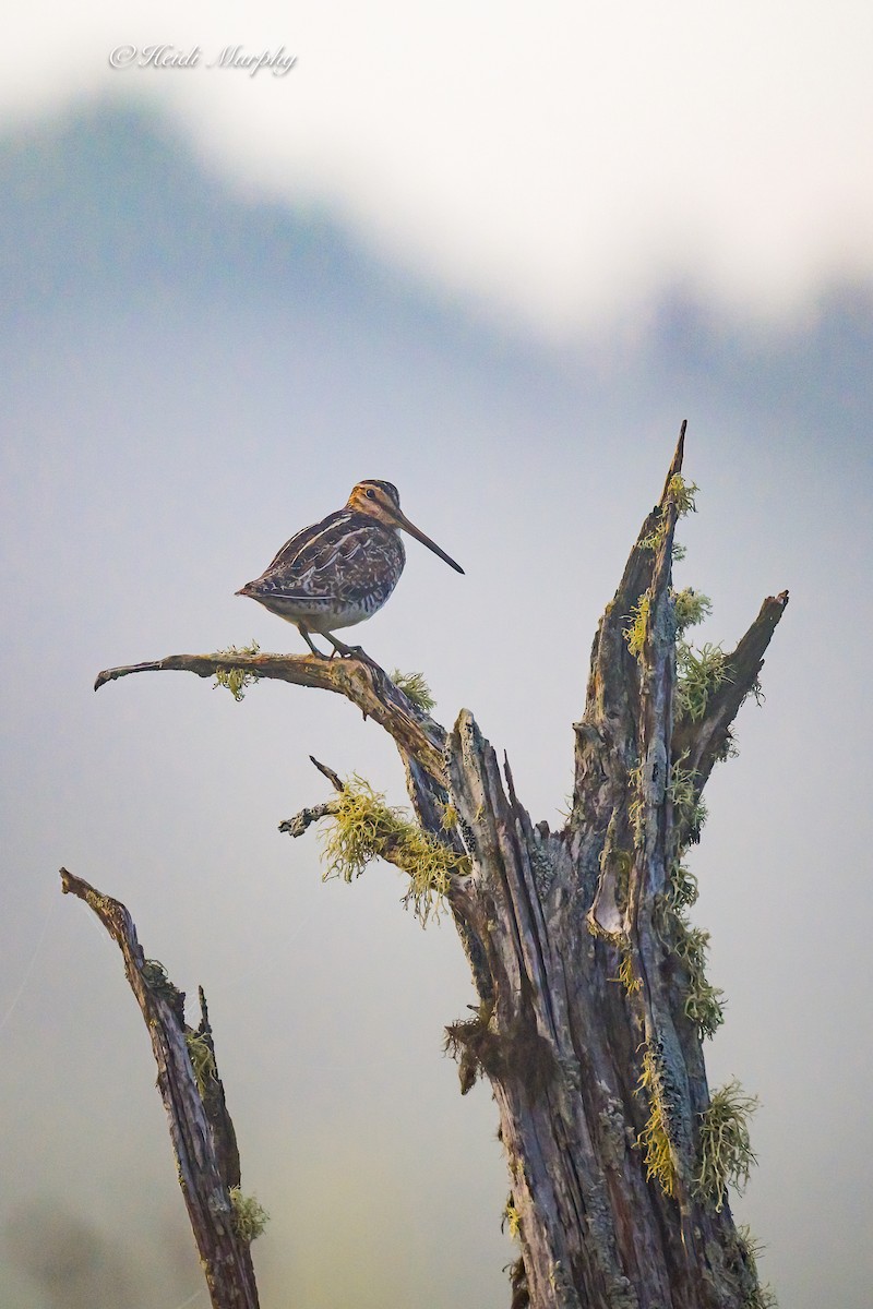 Wilson's Snipe - ML637768380