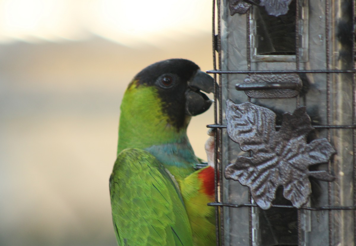Nanday Parakeet - ML637768384