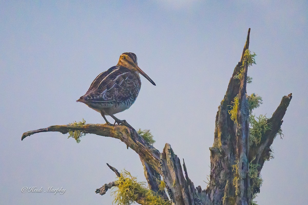Wilson's Snipe - ML637768404