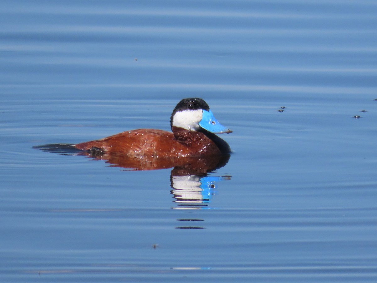 Ruddy Duck - ML637768407
