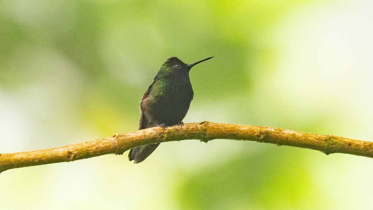 Black-bellied Hummingbird - ML637768420