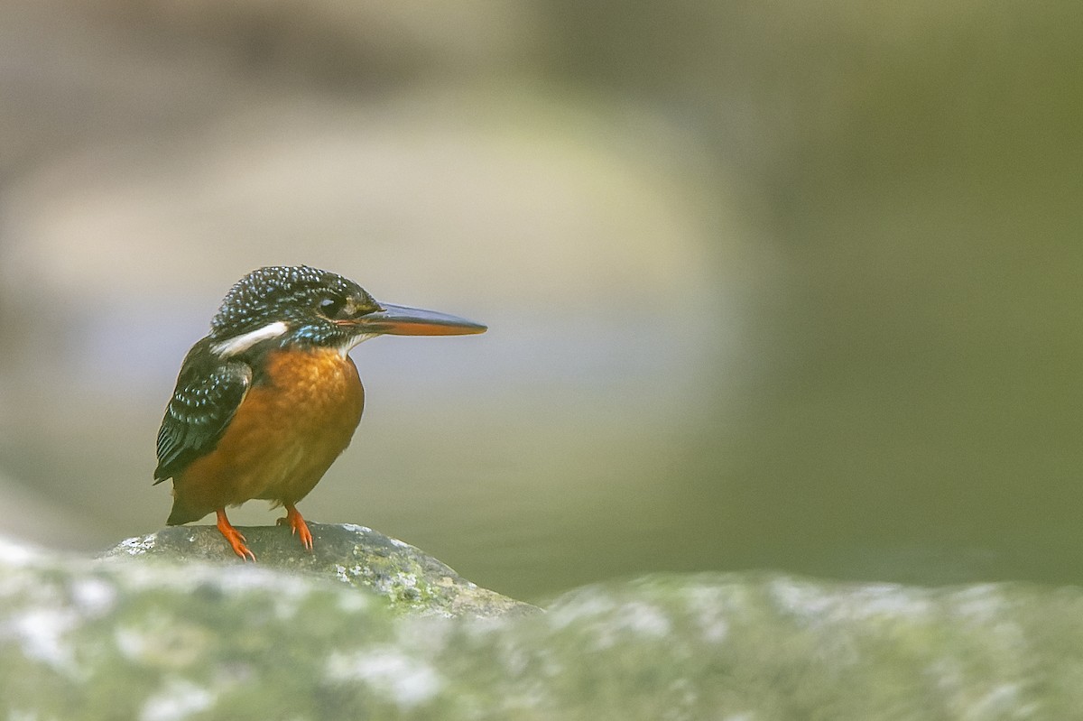 Blyth's Kingfisher - ML637768516