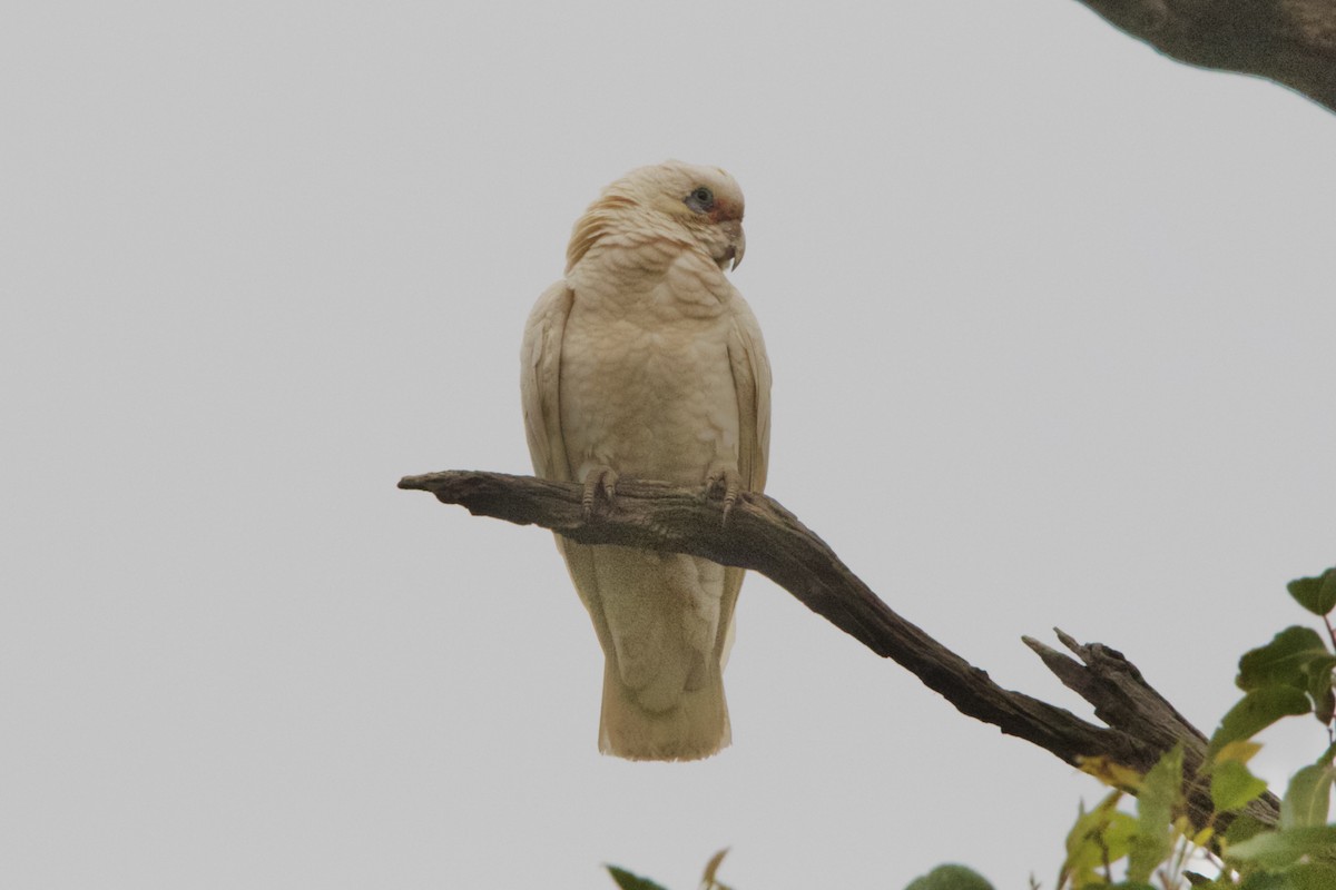 Western Corella - ML637768534