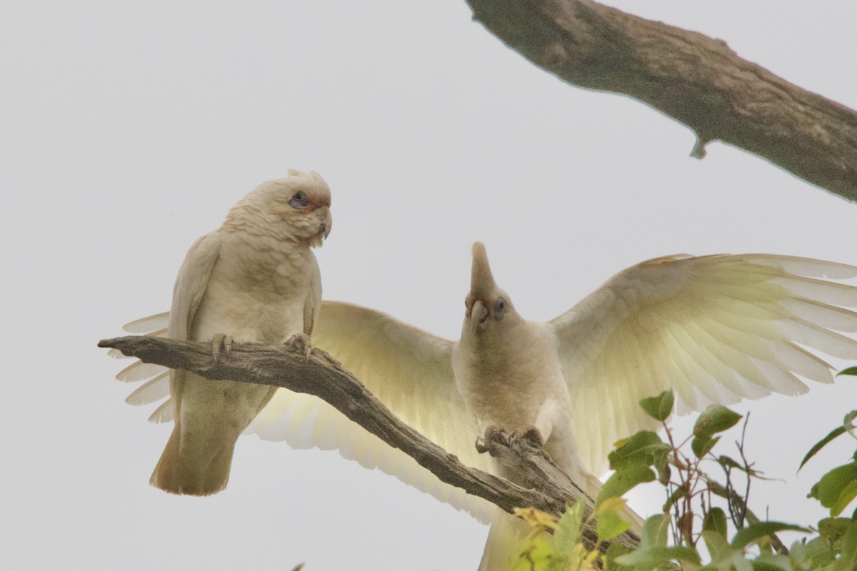 Western Corella - ML637768535