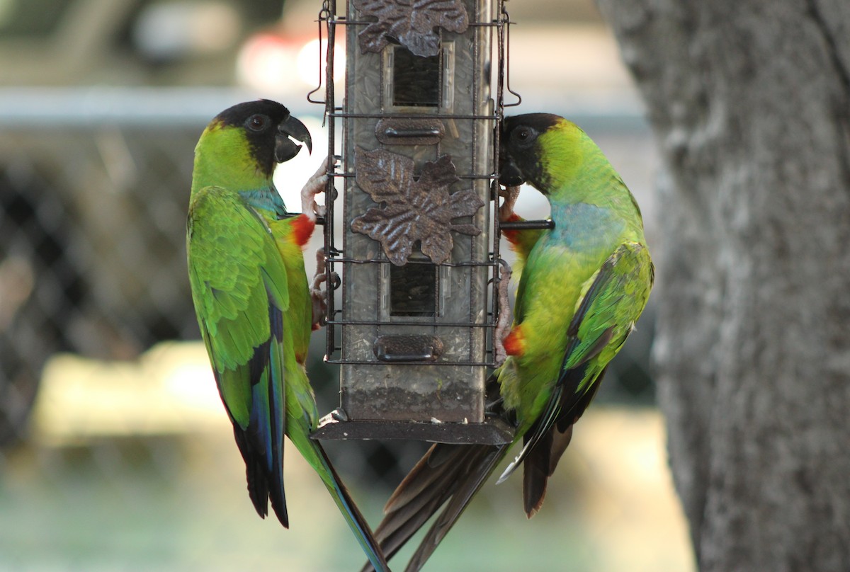 Nanday Parakeet - ML637768540