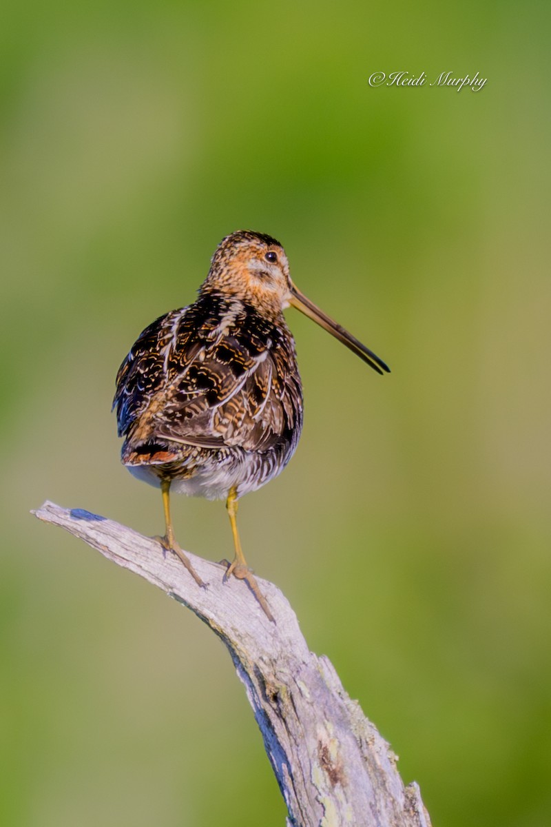 Wilson's Snipe - ML637768619