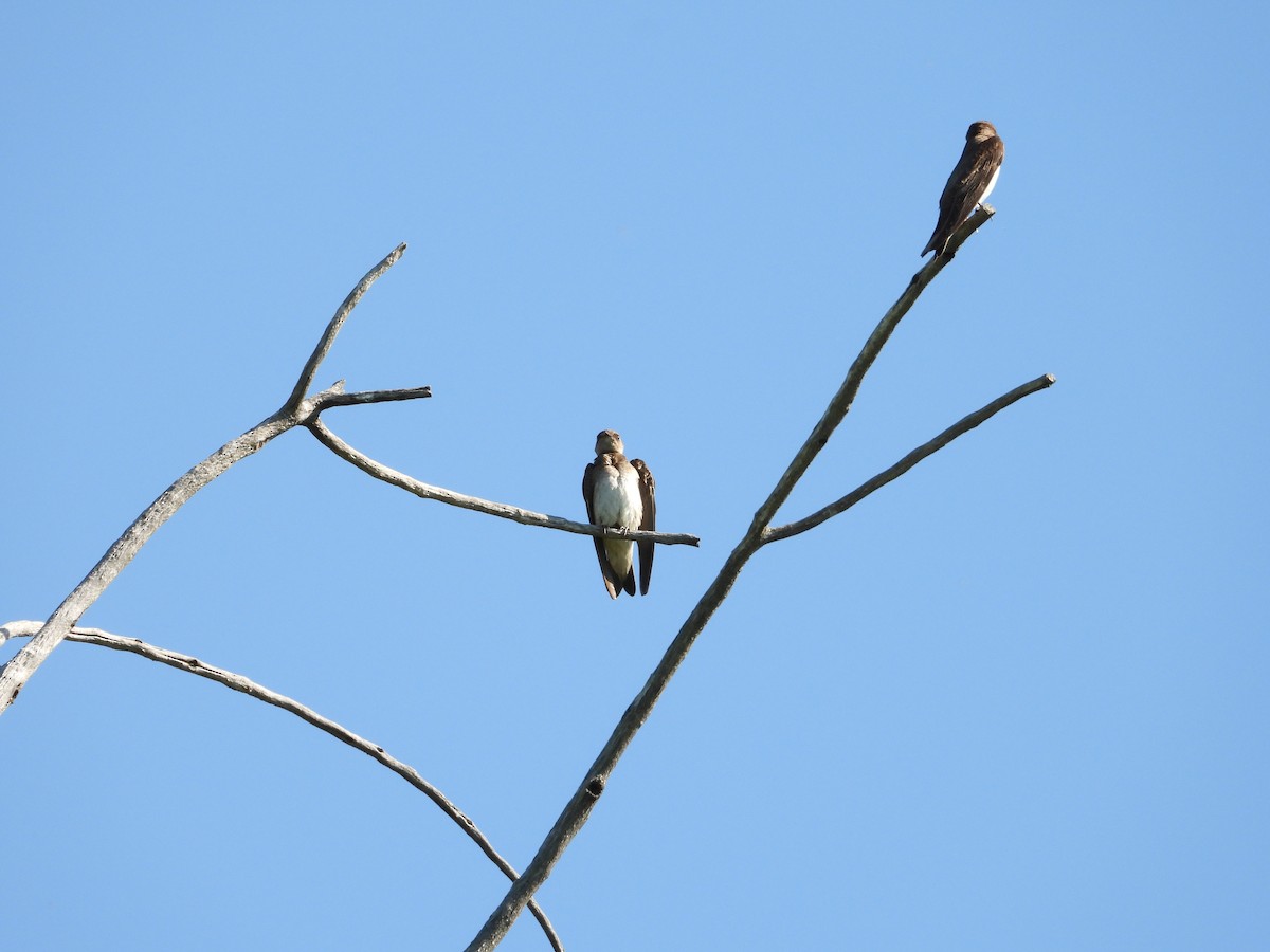 Northern Rough-winged Swallow - ML637768621