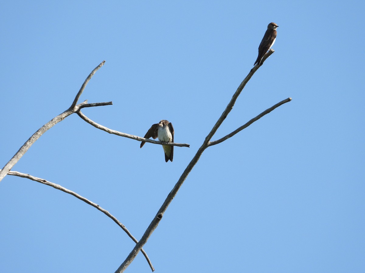 Northern Rough-winged Swallow - ML637768622