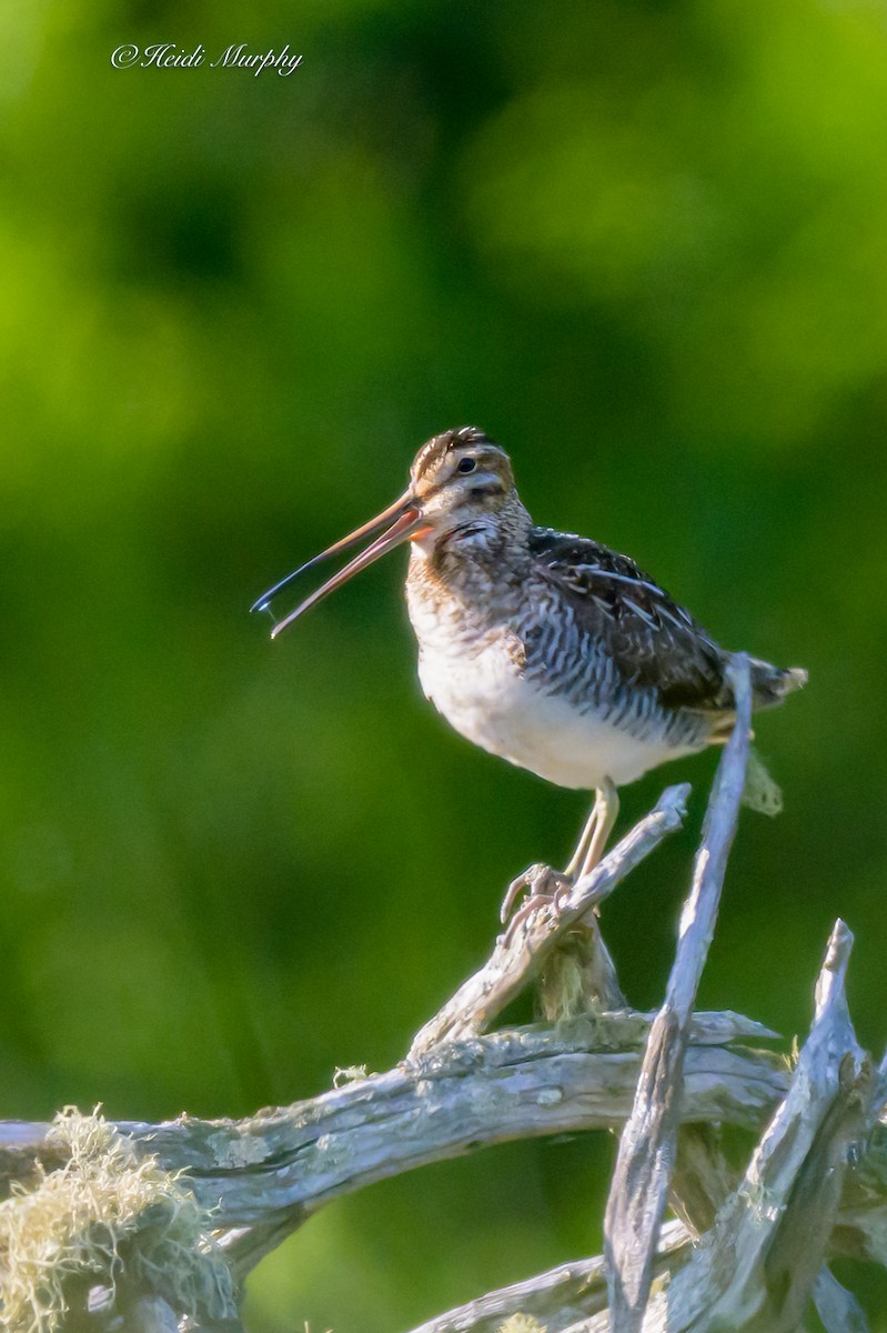 Wilson's Snipe - ML637768625