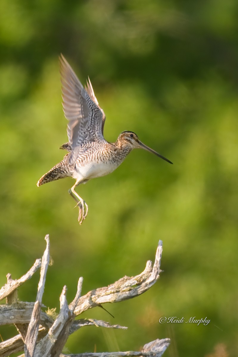 Wilson's Snipe - ML637768627