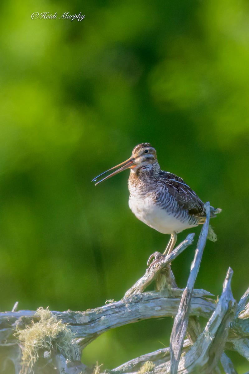 Wilson's Snipe - ML637768628