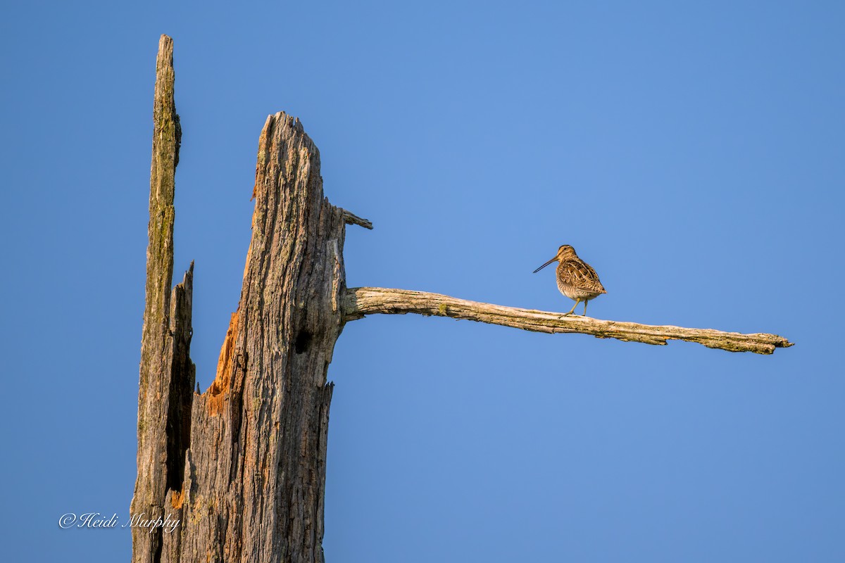 Wilson's Snipe - ML637768629
