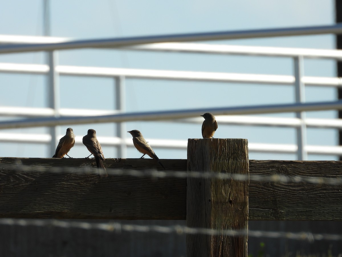 Say's Phoebe - ML637768632