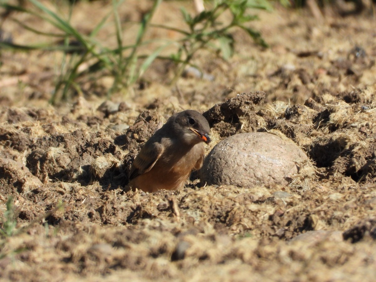Say's Phoebe - ML637768633