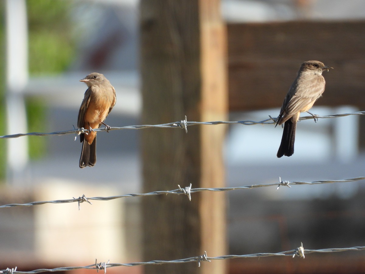 Say's Phoebe - ML637768634