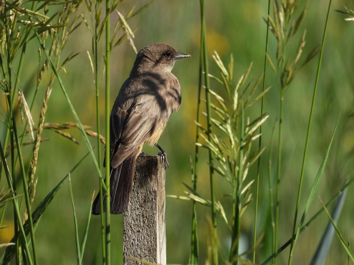 Say's Phoebe - ML637768635