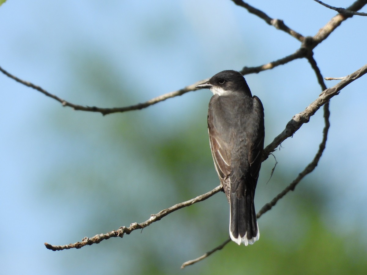 Eastern Kingbird - ML637768636