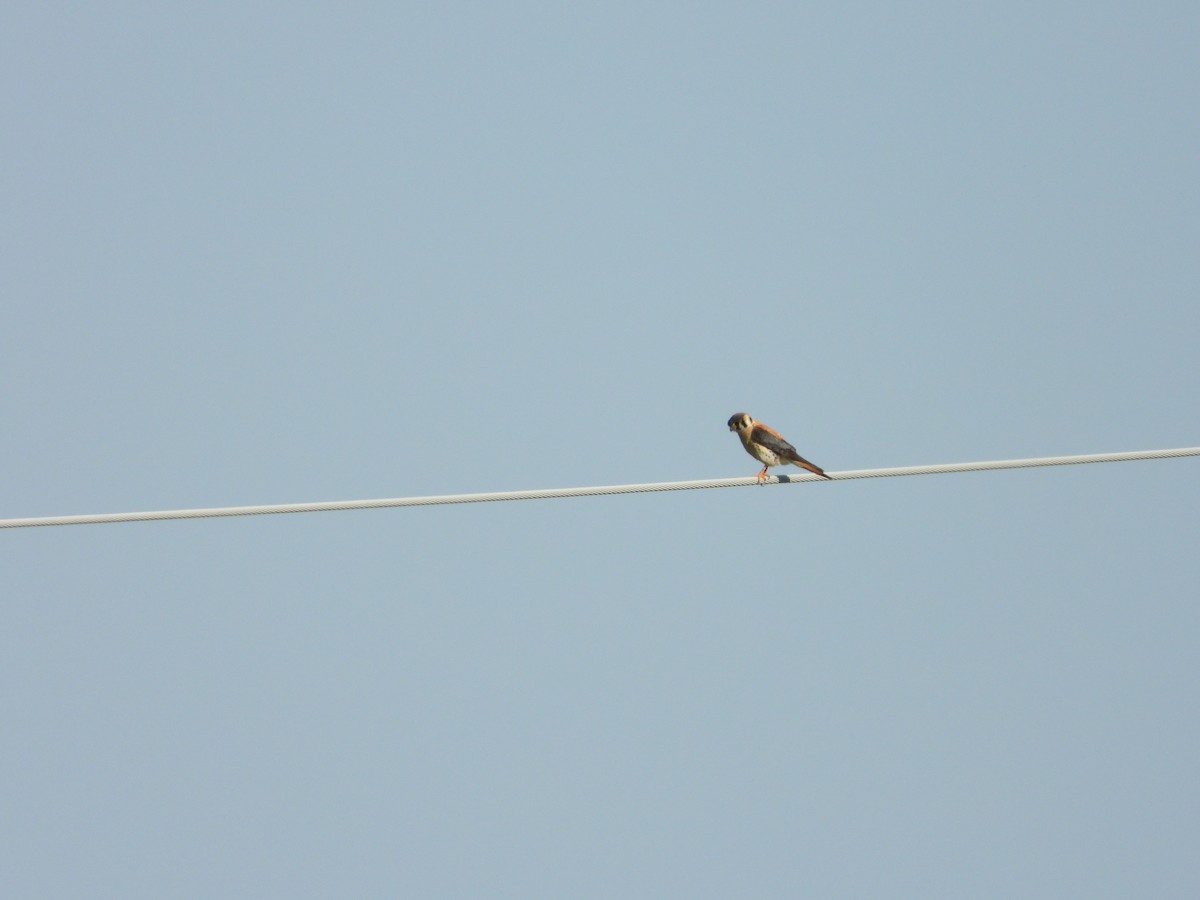 American Kestrel - ML637768642