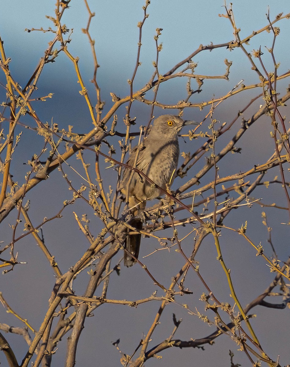 Bendire's Thrasher - ML637768653
