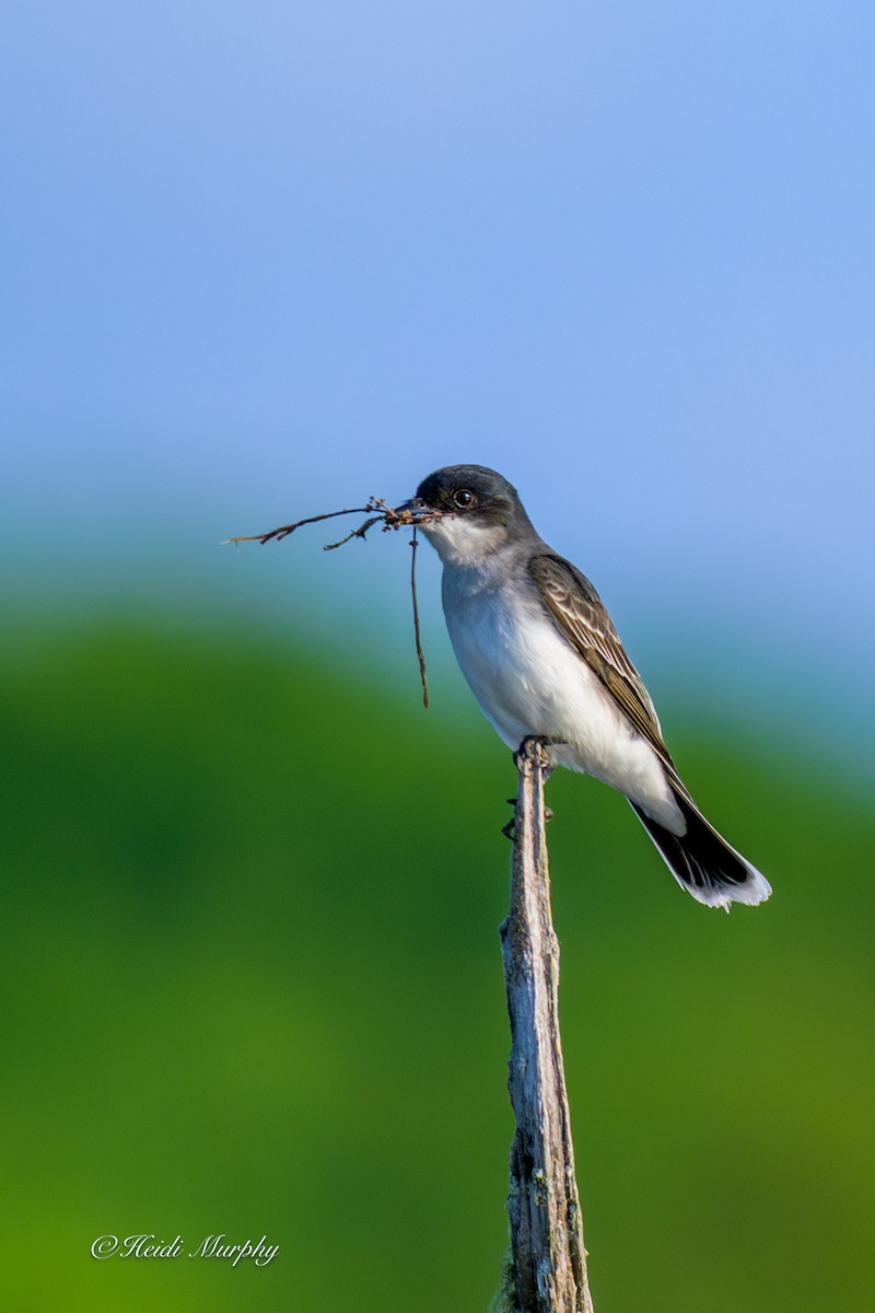 Eastern Kingbird - ML637768665