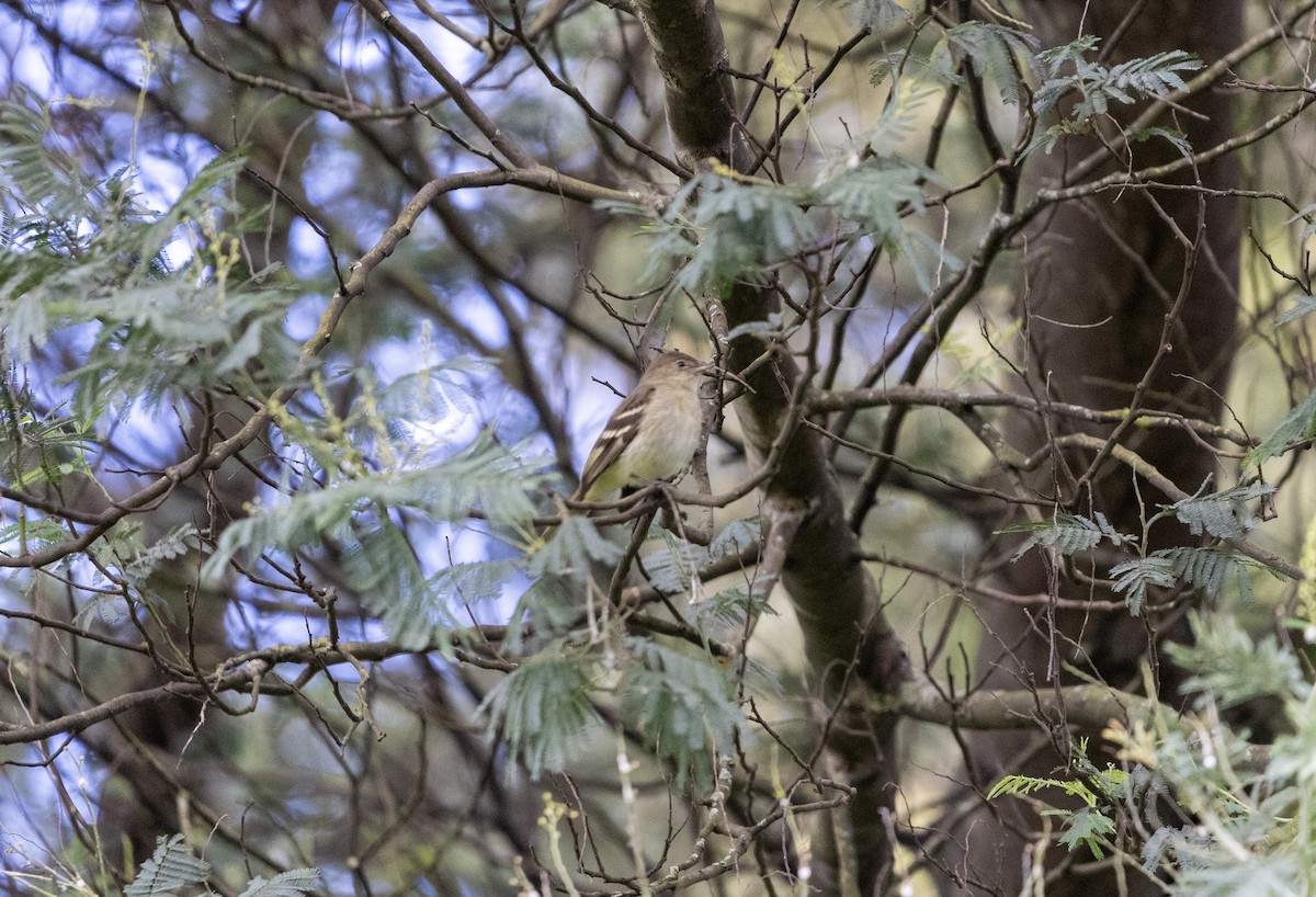 Mountain Elaenia - ML637768786