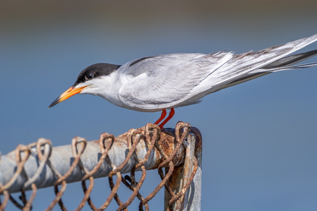 Forster's Tern - ML637768832