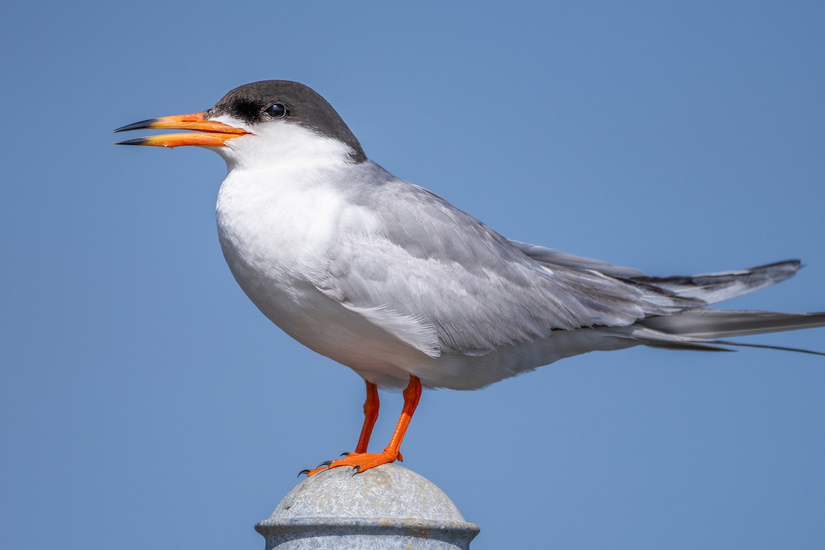 Forster's Tern - ML637768834