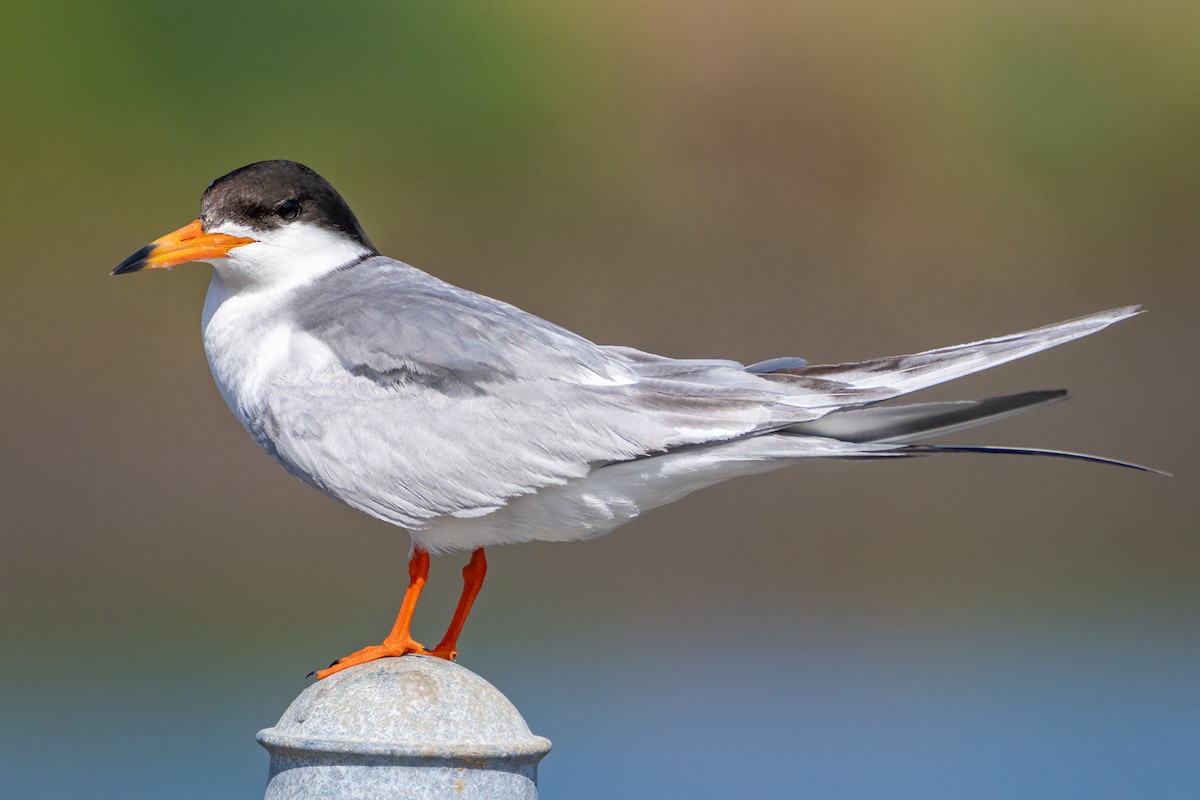 Forster's Tern - ML637768835