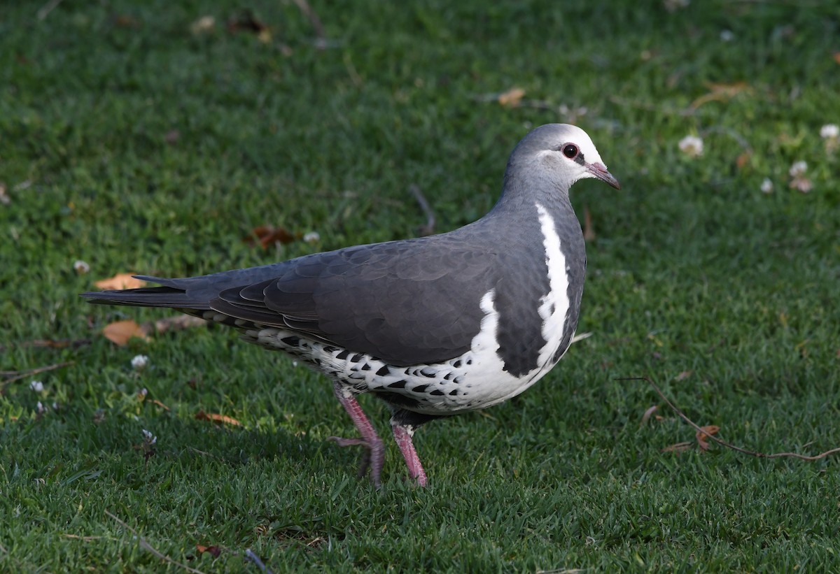 Wonga Pigeon - ML637768836