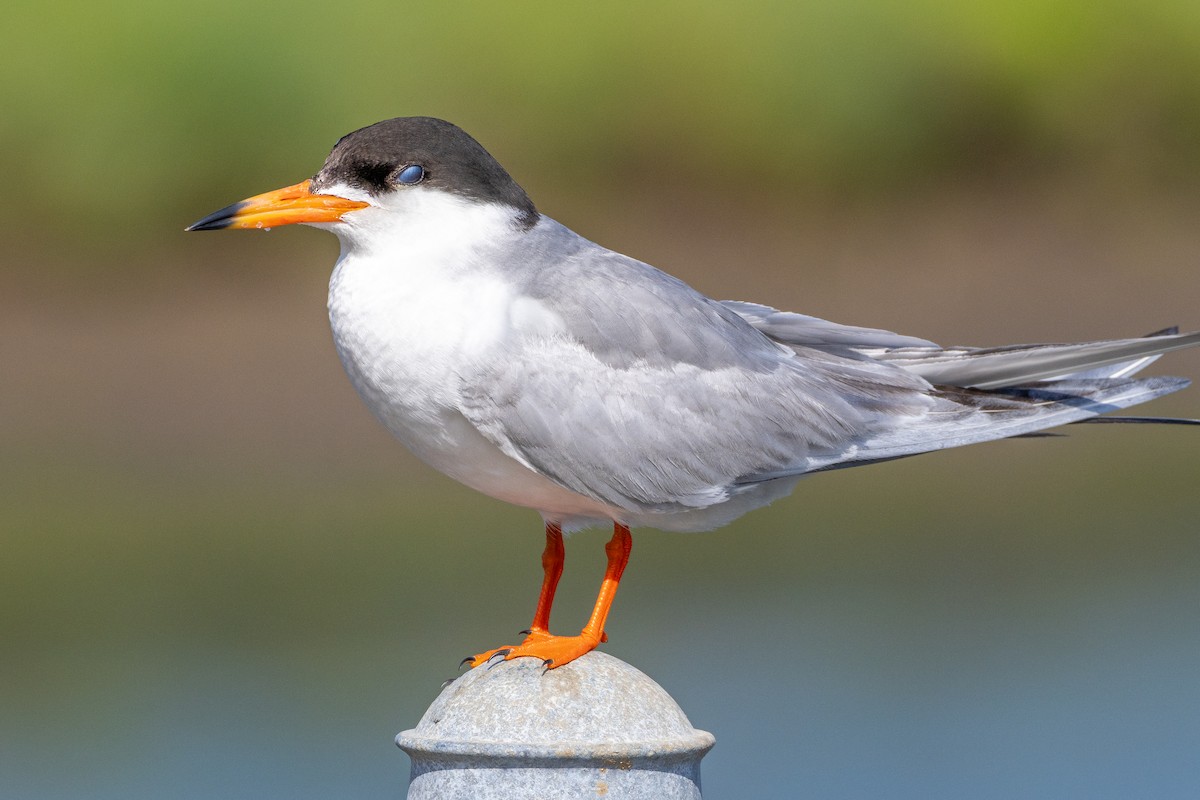 Forster's Tern - ML637768837