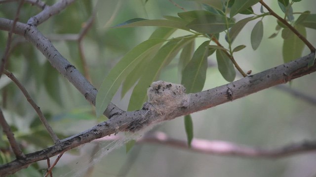 Black-chinned Hummingbird - ML637768855