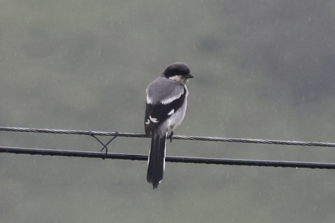 Giant Shrike - ML637768856