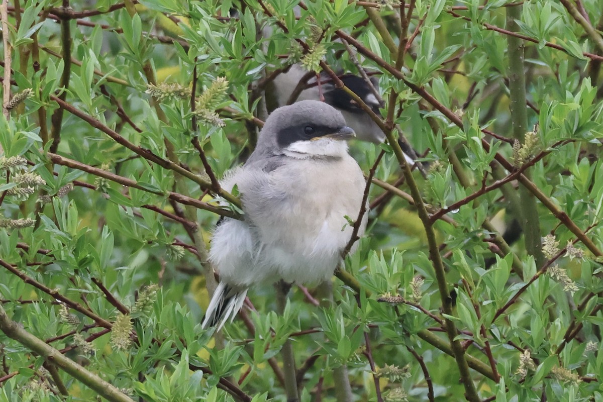 Giant Shrike - ML637768859