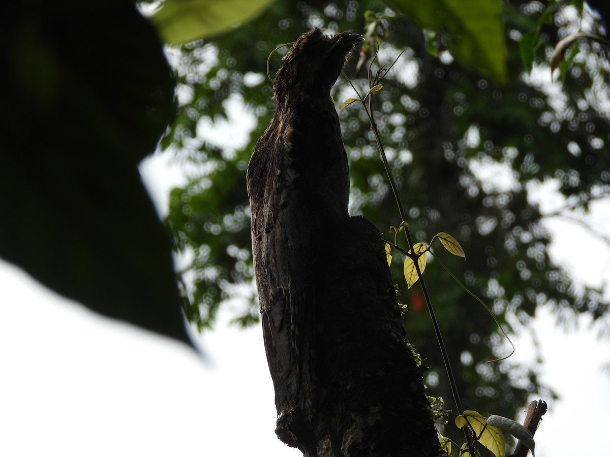Long-tailed Potoo - ML637768866