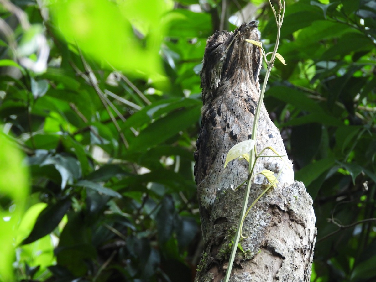Long-tailed Potoo - ML637768867