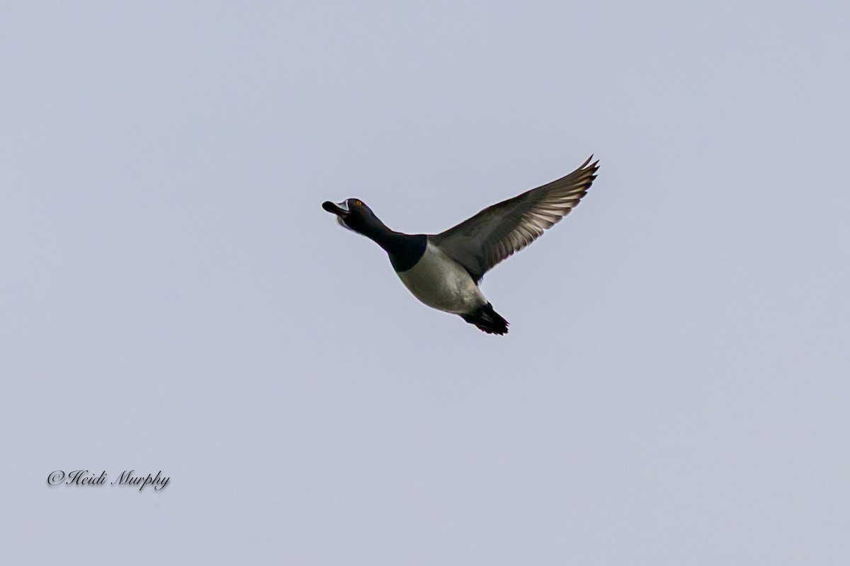 Ring-necked Duck - ML637768940