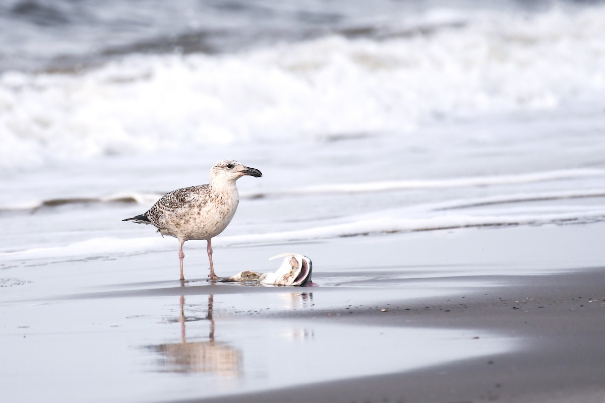 Great Black-backed Gull - ML637768944