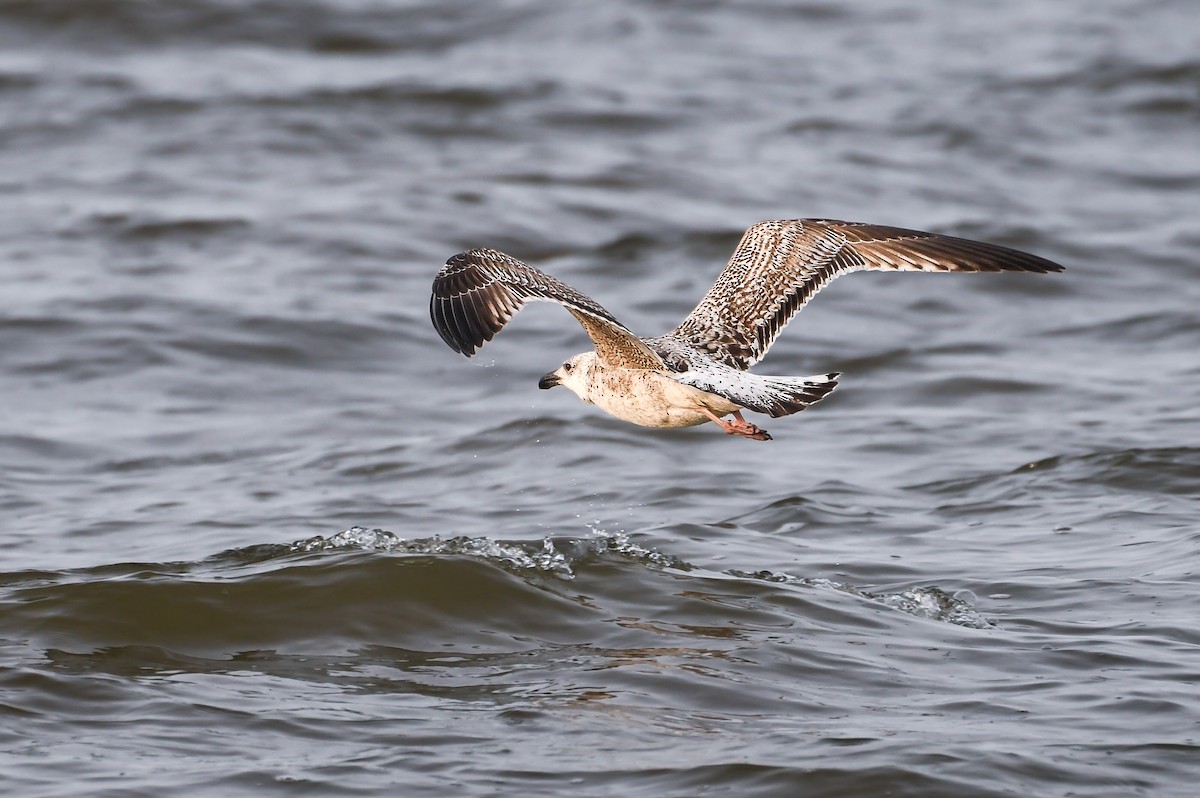 Great Black-backed Gull - ML637768948