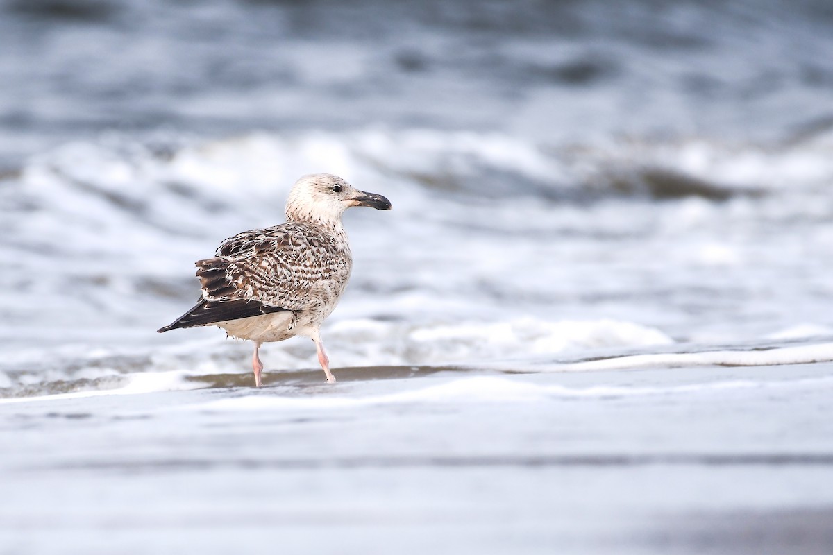 Great Black-backed Gull - ML637768950