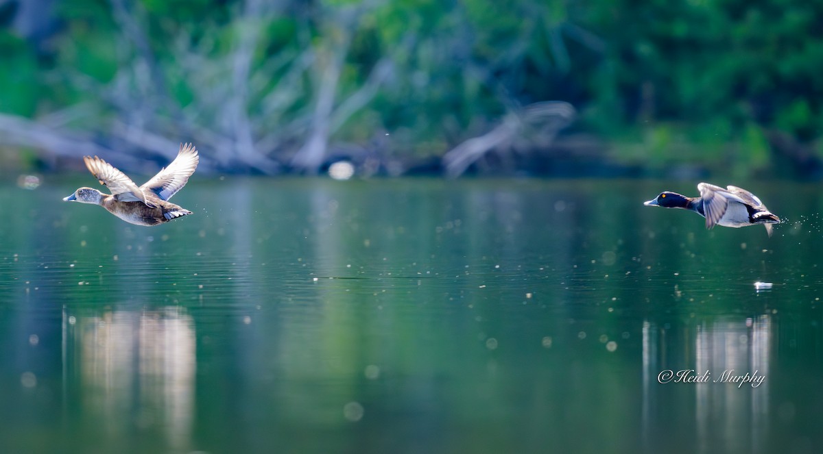 Ring-necked Duck - ML637768958