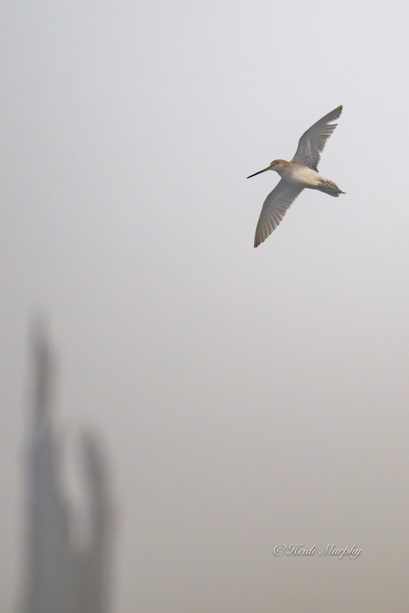 Wilson's Snipe - ML637768982
