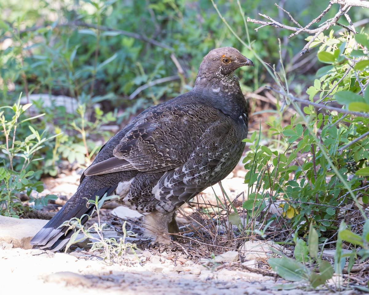 アオライチョウ - ML637769012