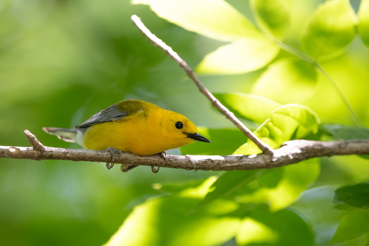Prothonotary Warbler - ML637769037