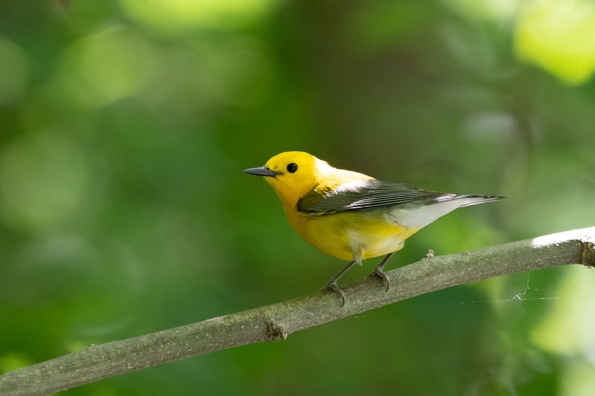 Prothonotary Warbler - ML637769038